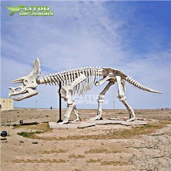 Triceratops Skeleton